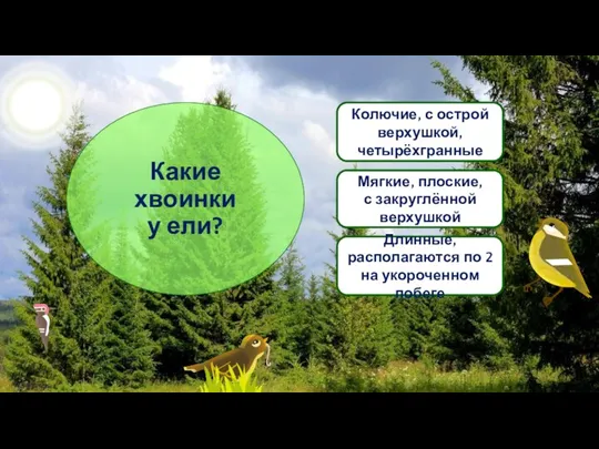 Какие хвоинки у ели? Колючие, с острой верхушкой, четырёхгранные Мягкие, плоские,