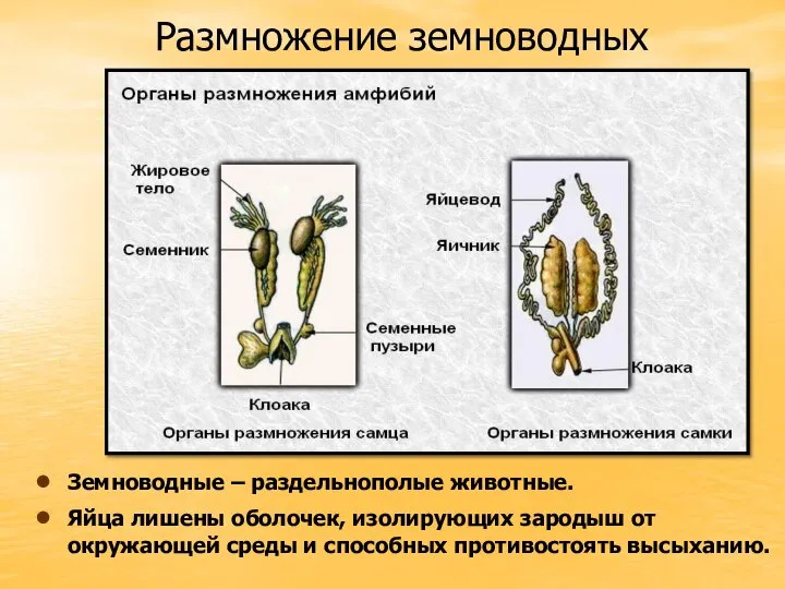 Размножение земноводных Земноводные – раздельнополые животные. Яйца лишены оболочек, изолирующих зародыш