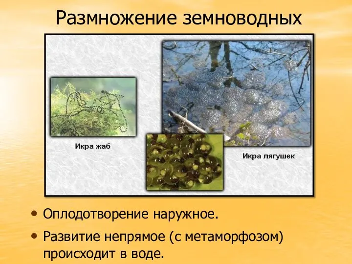 Размножение земноводных Оплодотворение наружное. Развитие непрямое (с метаморфозом) происходит в воде.