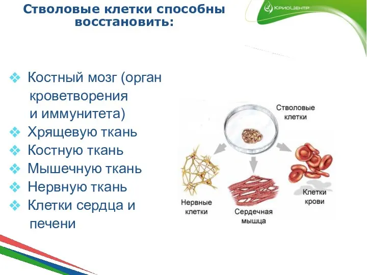 Стволовые клетки способны восстановить: Костный мозг (орган кроветворения и иммунитета) Хрящевую