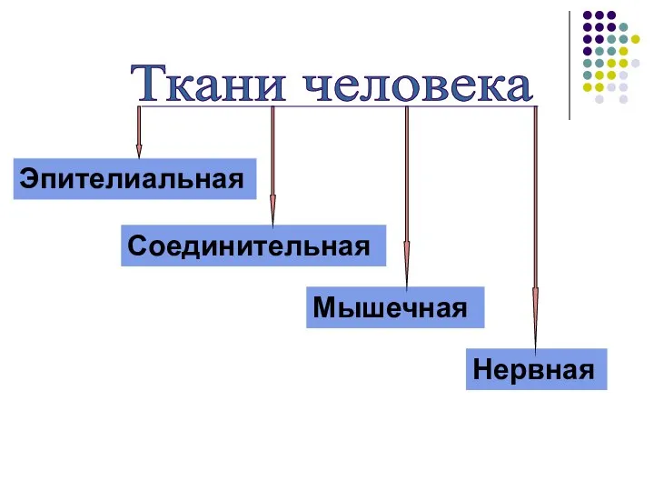 Ткани человека Эпителиальная Соединительная Мышечная Нервная