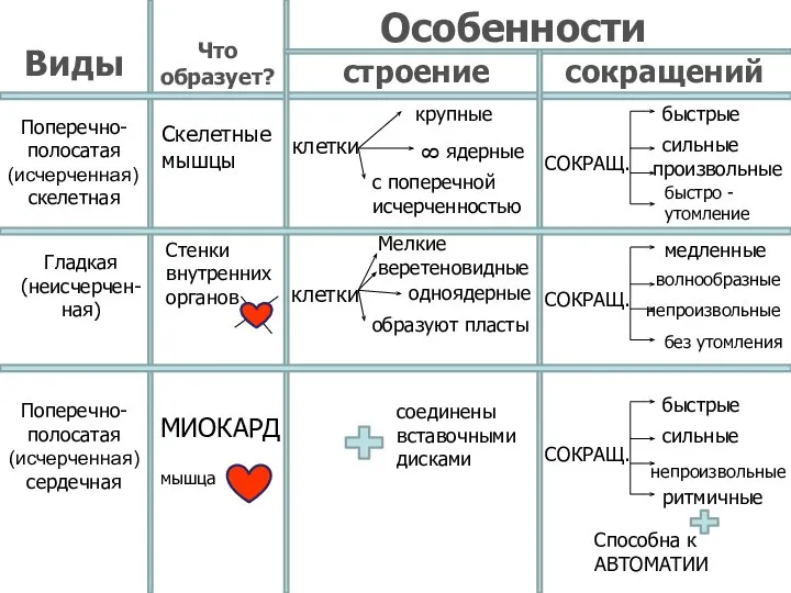 Виды Что образует? Особенности строение сокращений Поперечно- полосатая (исчерченная) скелетная Скелетные