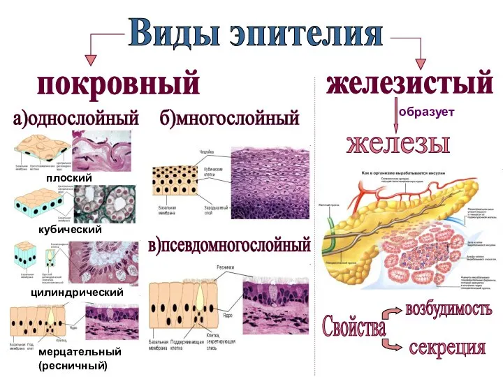 а)однослойный б)многослойный плоский кубический цилиндрический мерцательный (ресничный) в)псевдомногослойный Свойства возбудимость секреция