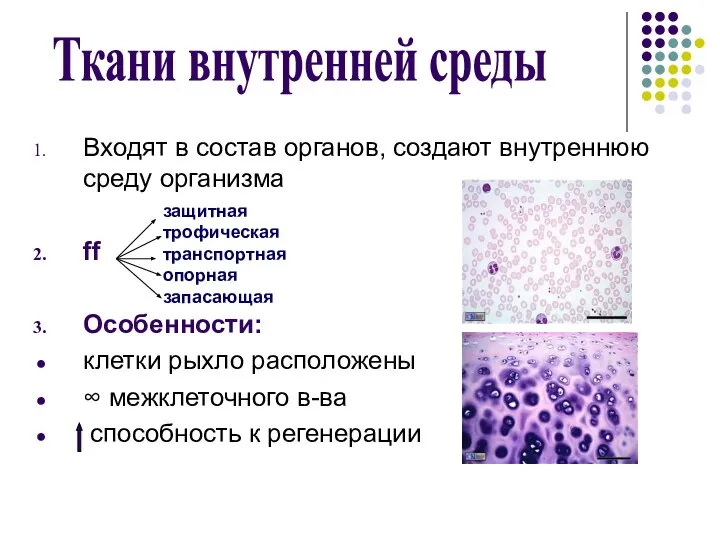 Ткани внутренней среды Входят в состав органов, создают внутреннюю среду организма