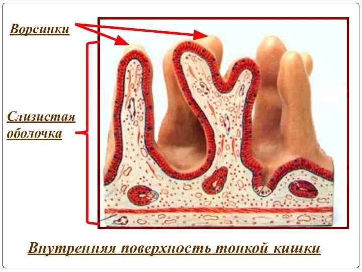 Внутренняя поверхность тонкой кишки Ворсинки Слизистая оболочка