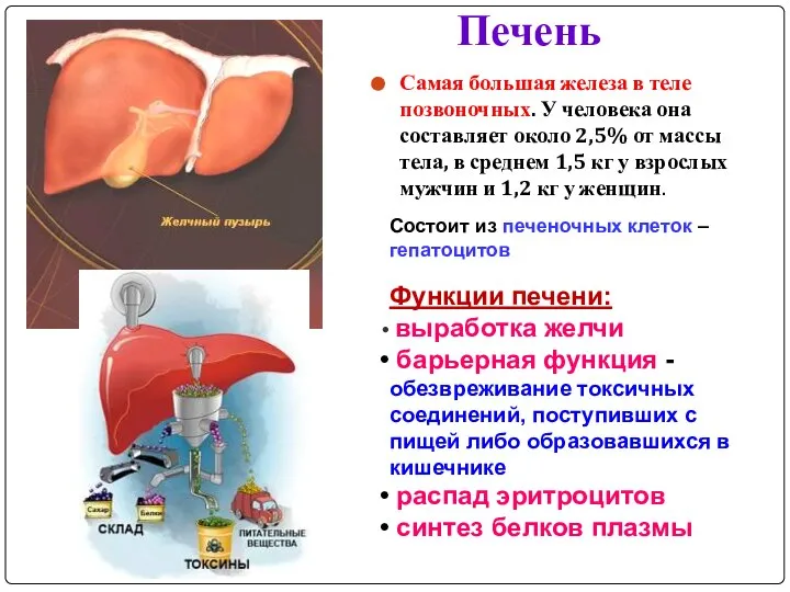 Самая большая железа в теле позвоночных. У человека она составляет около