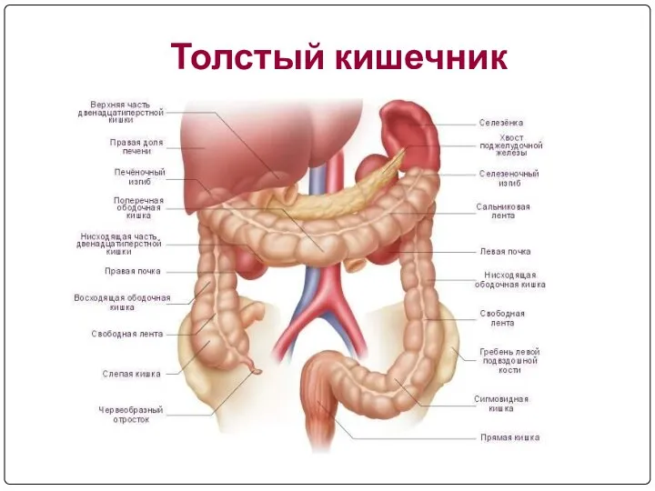 Толстый кишечник