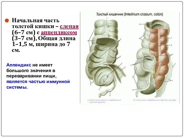 Начальная часть толстой кишки – слепая (6–7 см) с аппендиксом (3–7