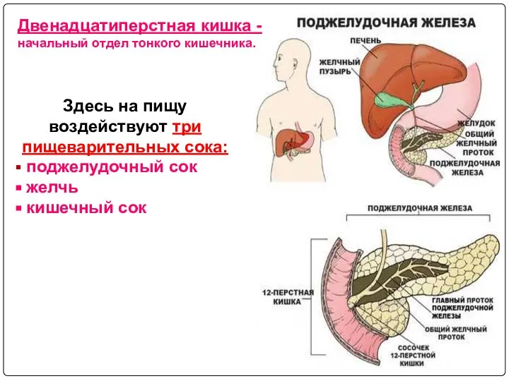 Двенадцатиперстная кишка - начальный отдел тонкого кишечника. Здесь на пищу воздействуют