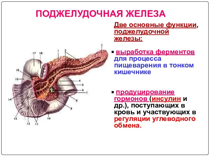 Две основные функции, поджелудочной железы: выработка ферментов для процесса пищеварения в