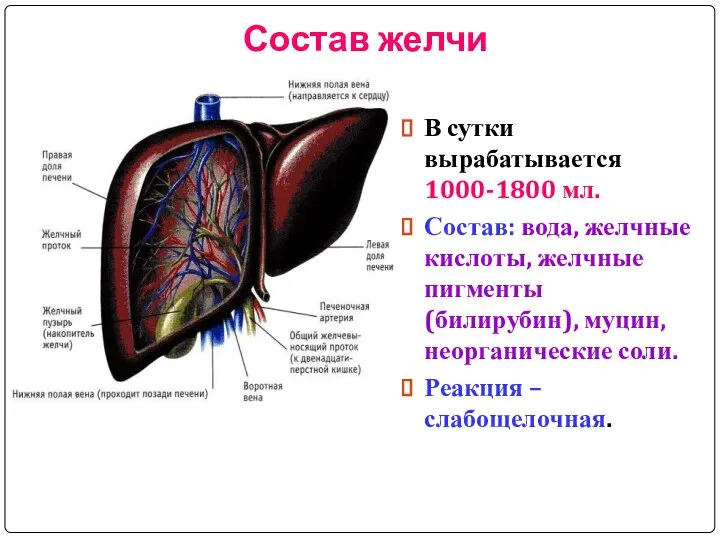 Состав желчи В сутки вырабатывается 1000-1800 мл. Состав: вода, желчные кислоты,