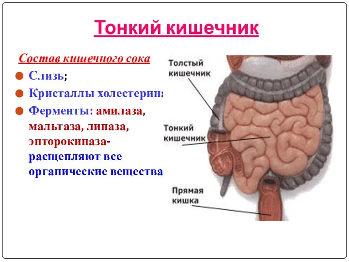 Тонкий кишечник Состав кишечного сока Слизь; Кристаллы холестерина; Ферменты: амилаза, мальтаза,