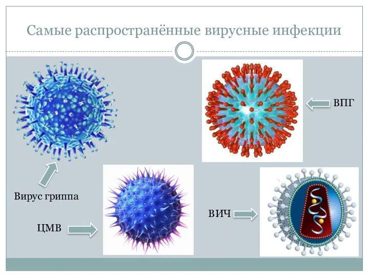 Самые распространённые вирусные инфекции Вирус гриппа ВИЧ ВПГ ЦМВ