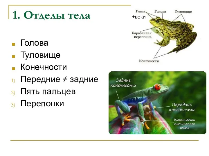 1. Отделы тела Голова Туловище Конечности Передние ≠ задние Пять пальцев Перепонки +веки