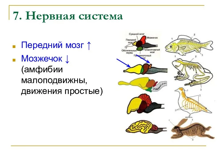 7. Нервная система Передний мозг ↑ Мозжечок ↓ (амфибии малоподвижны, движения простые)