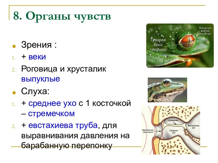 8. Органы чувств Зрения : + веки Роговица и хрусталик выпуклые