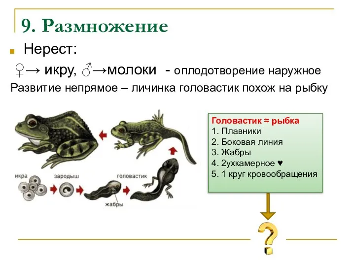 9. Размножение Нерест: ♀→ икру, ♂→молоки - оплодотворение наружное Развитие непрямое