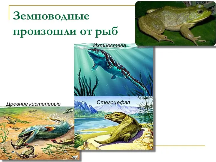 Земноводные произошли от рыб Древние кистеперые Стегоцефал Ихтиостега