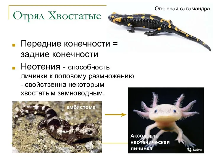 Отряд Хвостатые Передние конечности = задние конечности Неотения - способность личинки