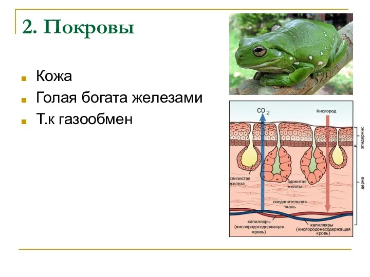 2. Покровы Кожа Голая богата железами Т.к газообмен