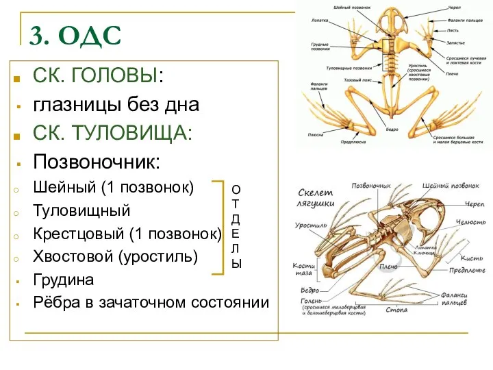 3. ОДС СК. ГОЛОВЫ: глазницы без дна СК. ТУЛОВИЩА: Позвоночник: Шейный