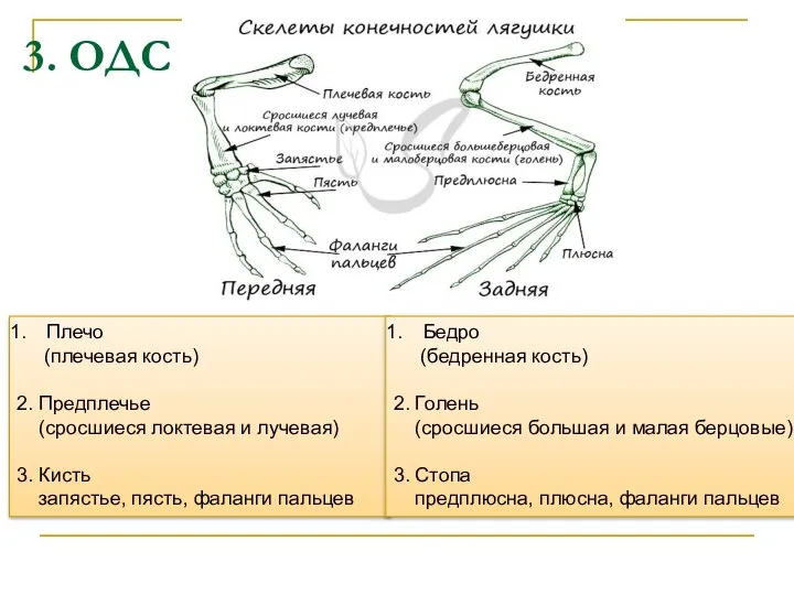 3. ОДС Плечо (плечевая кость) 2. Предплечье (сросшиеся локтевая и лучевая)