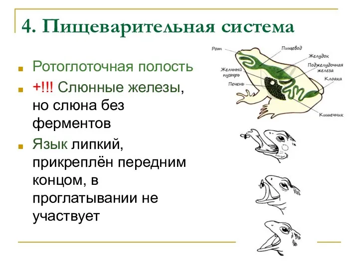 4. Пищеварительная система Ротоглоточная полость +!!! Слюнные железы, но слюна без