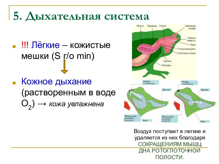 5. Дыхательная система !!! Лёгкие – кожистые мешки (S г/о min)