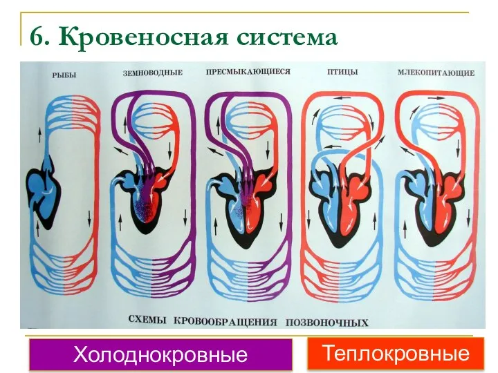 6. Кровеносная система Холоднокровные Теплокровные