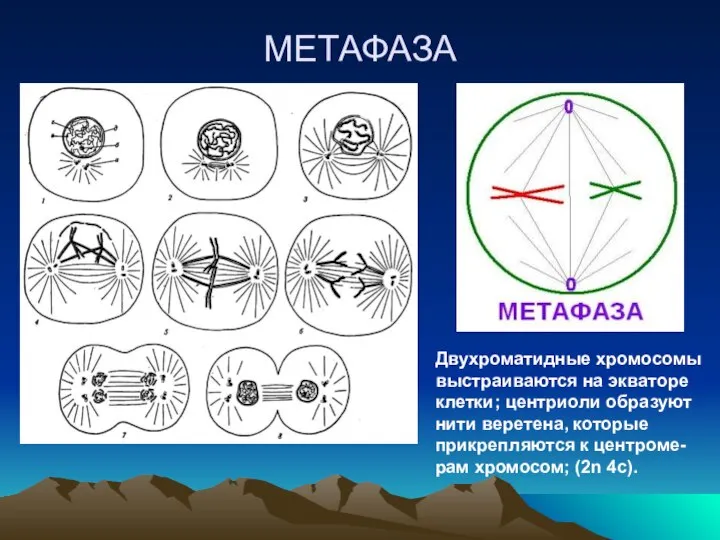 МЕТАФАЗА Двухроматидные хромосомы выстраиваются на экваторе клетки; центриоли образуют нити веретена,