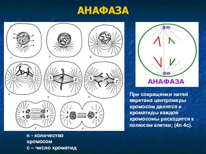 АНАФАЗА При сокращении нитей веретена центромеры хромосом делятся и хроматиды каждой