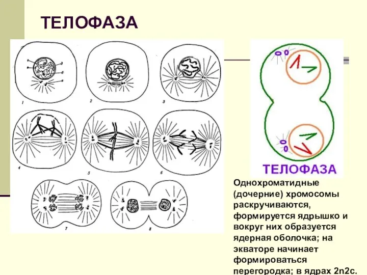 ТЕЛОФАЗА Однохроматидные (дочерние) хромосомы раскручиваются, формируется ядрышко и вокруг них образуется