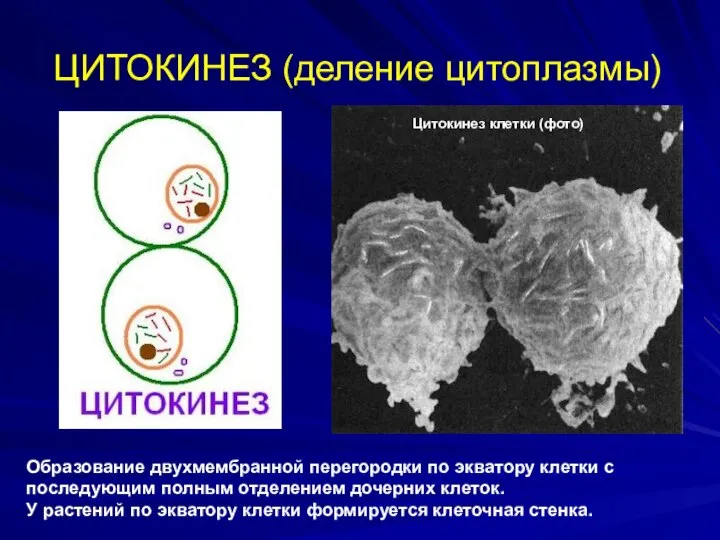 ЦИТОКИНЕЗ (деление цитоплазмы) Образование двухмембранной перегородки по экватору клетки с последующим