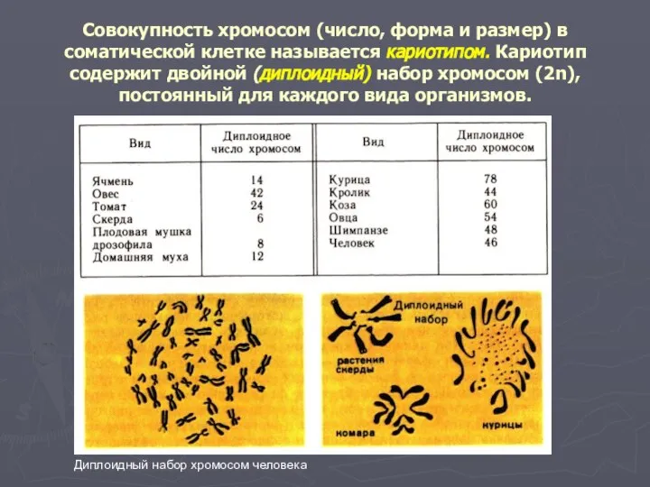 Совокупность хромосом (число, форма и размер) в соматической клетке называется кариотипом.