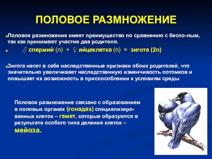 ПОЛОВОЕ РАЗМНОЖЕНИЕ Половое размножение имеет преимущество по сравнению с беспо-лым, так