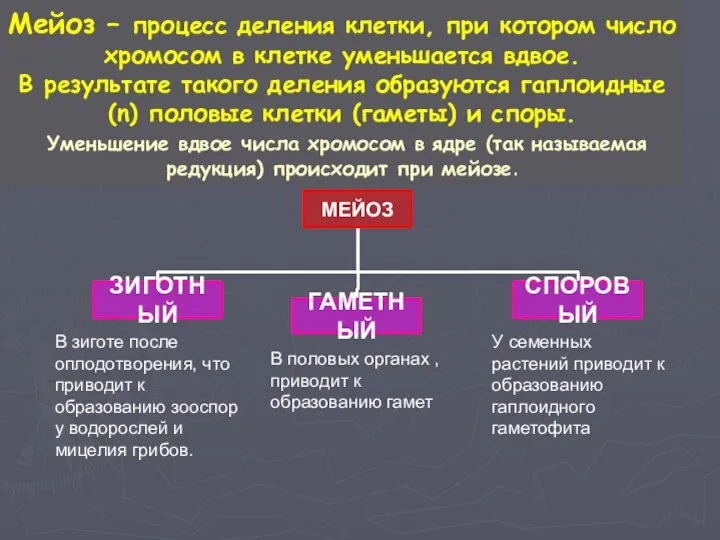 Мейоз – процесс деления клетки, при котором число хромосом в клетке