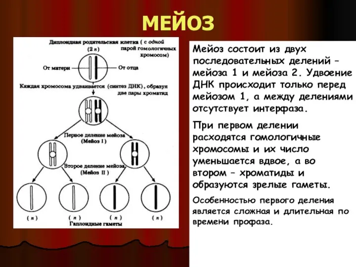 МЕЙОЗ Мейоз состоит из двух последовательных делений – мейоза 1 и