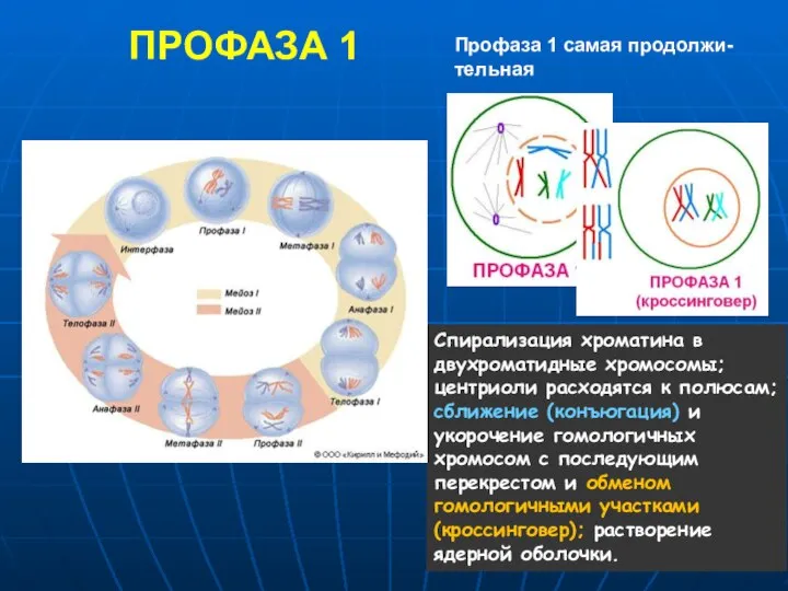 ПРОФАЗА 1 Профаза 1 самая продолжи-тельная Спирализация хроматина в двухроматидные хромосомы;