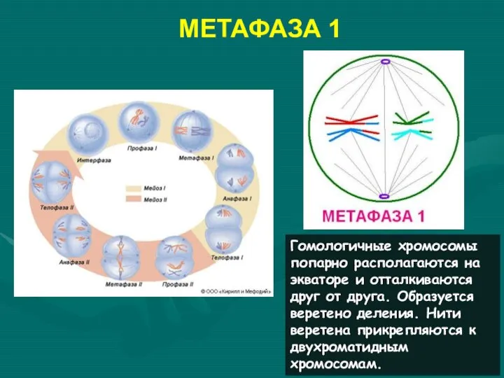 МЕТАФАЗА 1 Гомологичные хромосомы попарно располагаются на экваторе и отталкиваются друг