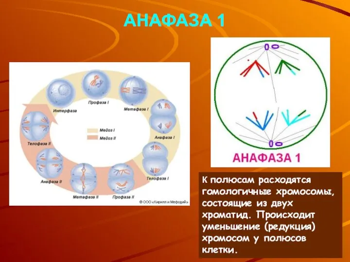 АНАФАЗА 1 К полюсам расходятся гомологичные хромосомы, состоящие из двух хроматид.