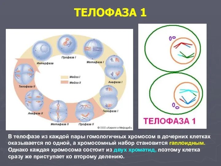 ТЕЛОФАЗА 1 В телофазе из каждой пары гомологичных хромосом в дочерних