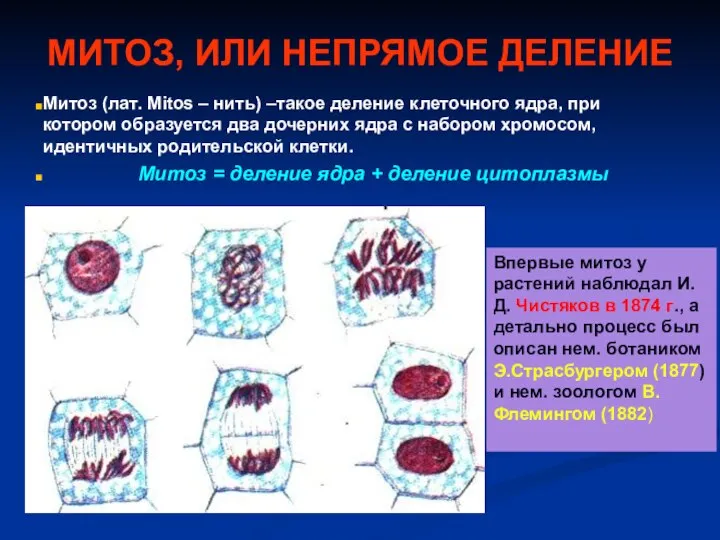 МИТОЗ, ИЛИ НЕПРЯМОЕ ДЕЛЕНИЕ Митоз (лат. Mitos – нить) –такое деление