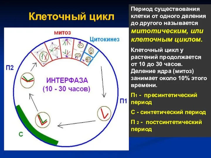 Клеточный цикл Период существования клетки от одного деления до другого называется