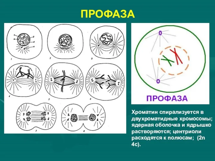 ПРОФАЗА Хроматин спирализуется в двухроматидные хромосомы; ядерная оболочка и ядрышко растворяются;