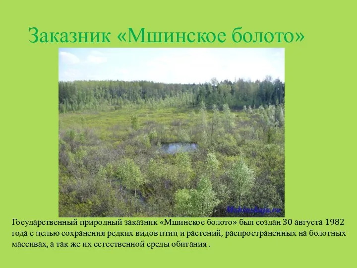 Заказник «Мшинское болото» Государственный природный заказник «Мшинское болото» был создан 30