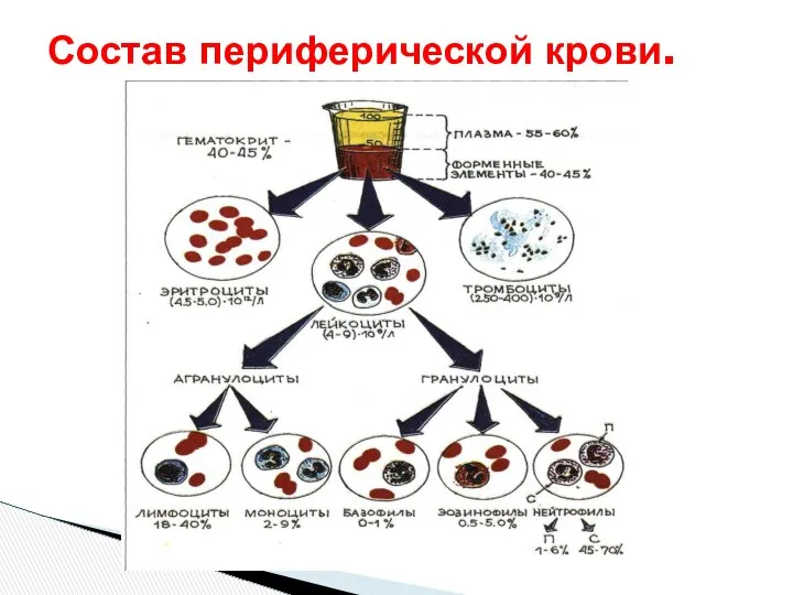 Состав периферической крови.