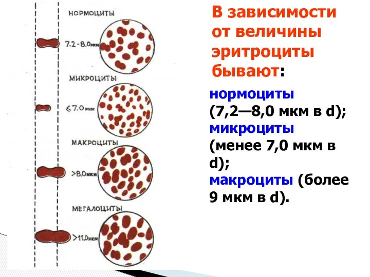 В зависимости от величины эритроциты бывают: нормоциты (7,2—8,0 мкм в d);