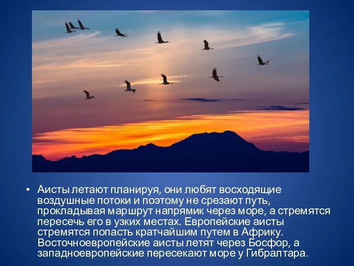 Аисты летают планируя, они любят восходящие воздушные потоки и поэтому не