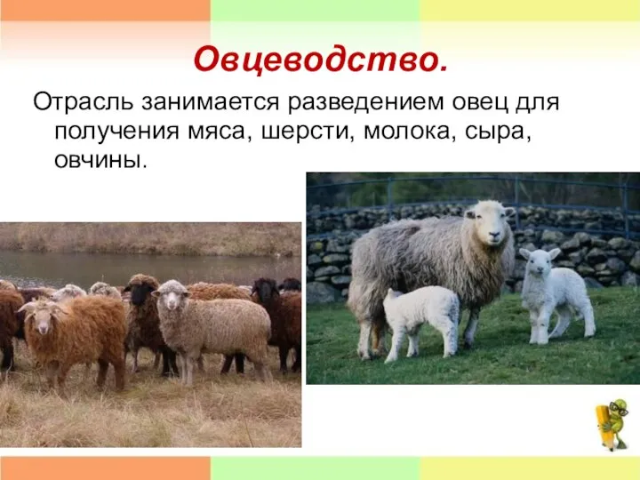 Овцеводство. Отрасль занимается разведением овец для получения мяса, шерсти, молока, сыра, овчины.