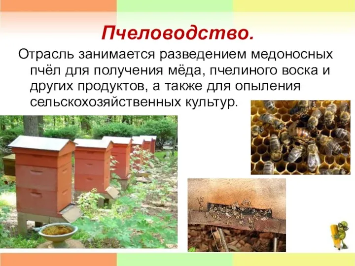 Пчеловодство. Отрасль занимается разведением медоносных пчёл для получения мёда, пчелиного воска
